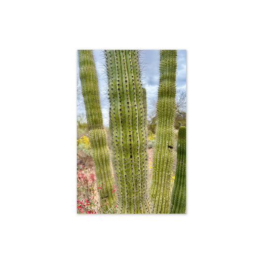 Card - Cactus 🌵